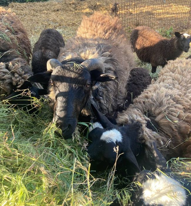 Продам вівці барани та  ягнята романівські