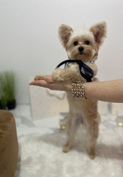 Ексклюзивні дівчатка Помапу з ідеальним характером