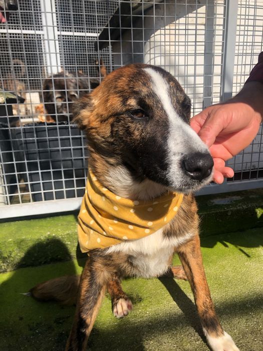 Toy - cao jovem para adocao