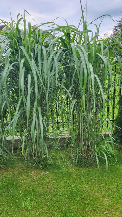 Rośliny ozdobne, Miskant olbrzymi, Laurowiśnia, Ligustr, Cis, Konik