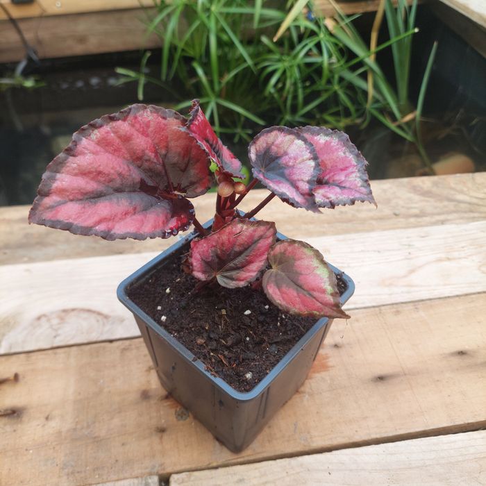 Plantas para terrarios