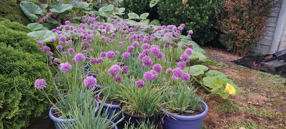 Czosnek ozdobny Millenium - Allium hybrida Millenium Wielkie sadzonki