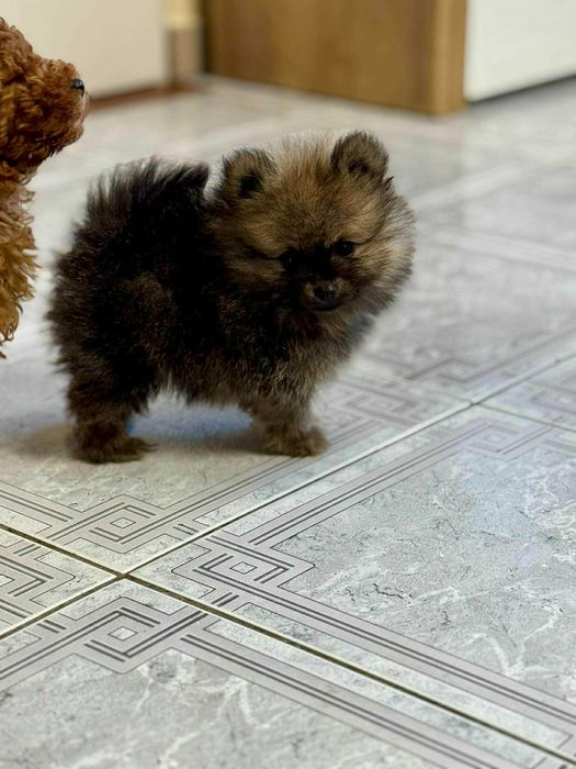Szpic miniaturowy Pomeranian z metryką