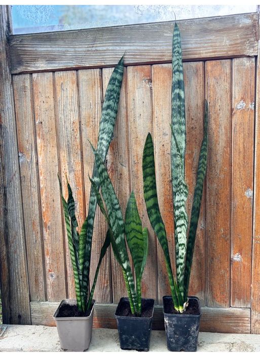 Sansevieria sanseweria