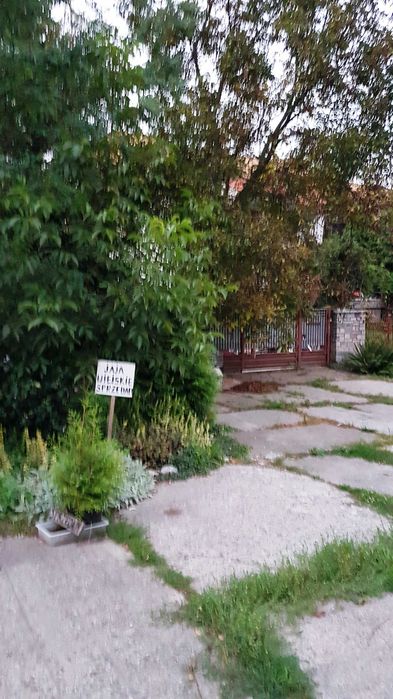 Jajka wiejskie prosto z kurnika 1.3 zł