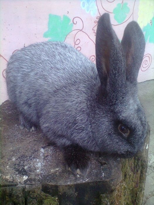 Полтавське срібло