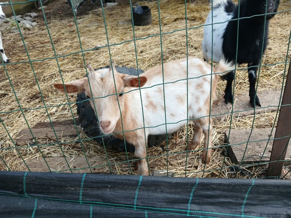 Cabras anãs 6 meses
