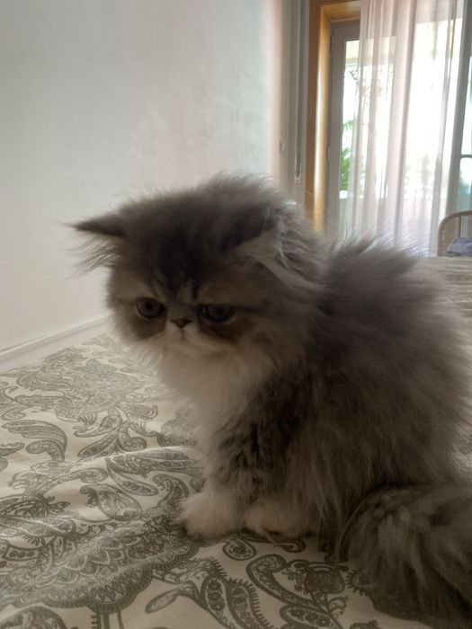 Gato macho persa