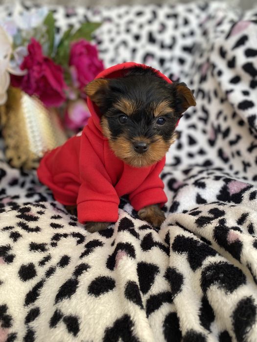 Цуцики з паспортом йорк