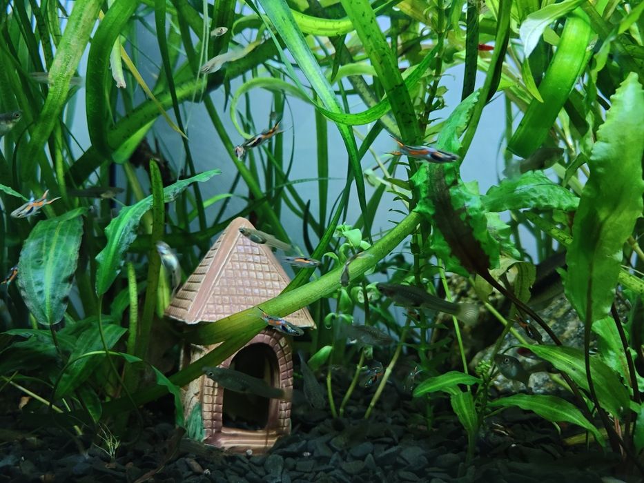 Продам акваріумних риб