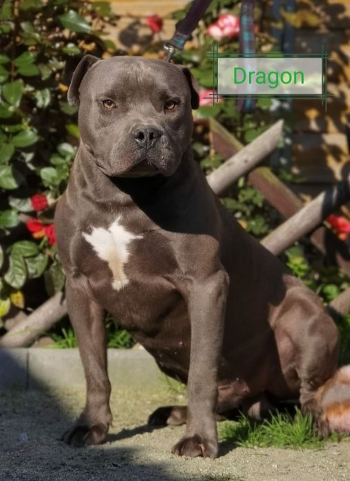 Amstaff Standard szczeniak miot B