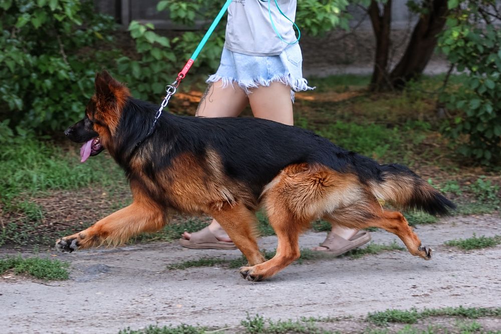 Німецька вівчарка довгошерстна