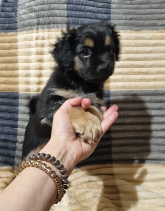 Отдам щенков в хорошие надёжные руки