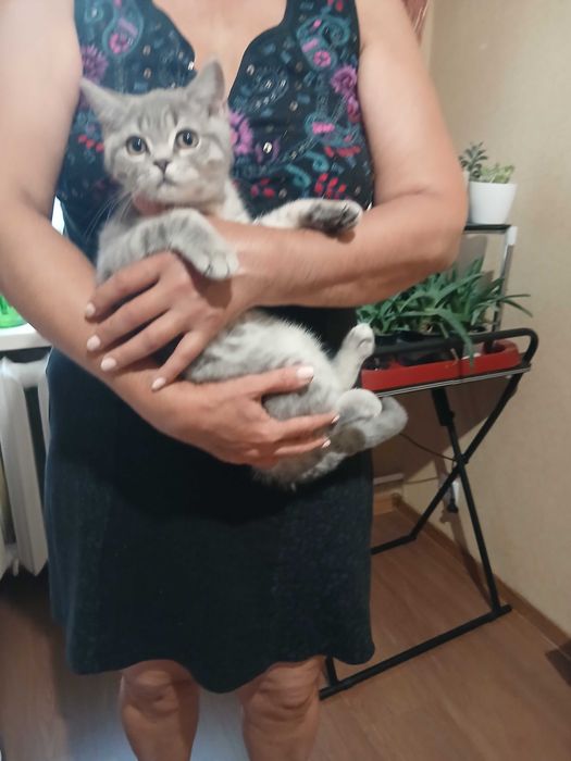 Британский прямоухий мальчик