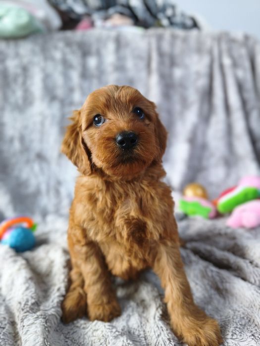 Irishdoodle badania genetyczne Doodle seter irlandzki