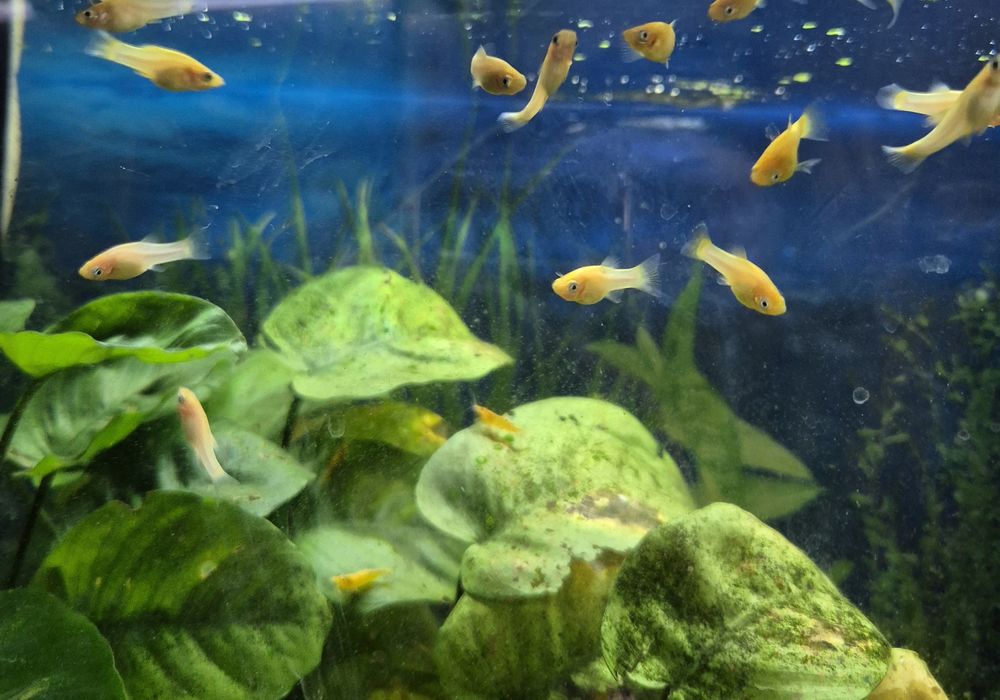 Crias de Mollys laranjas com cauda de lira