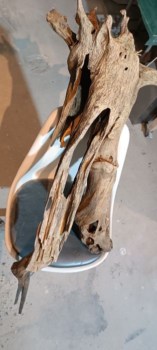 Korzeń XXL 115 cm!