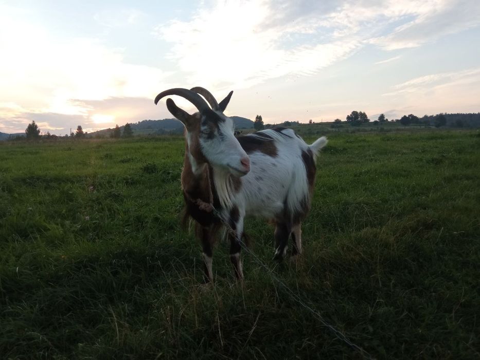 Породиста коза!!
