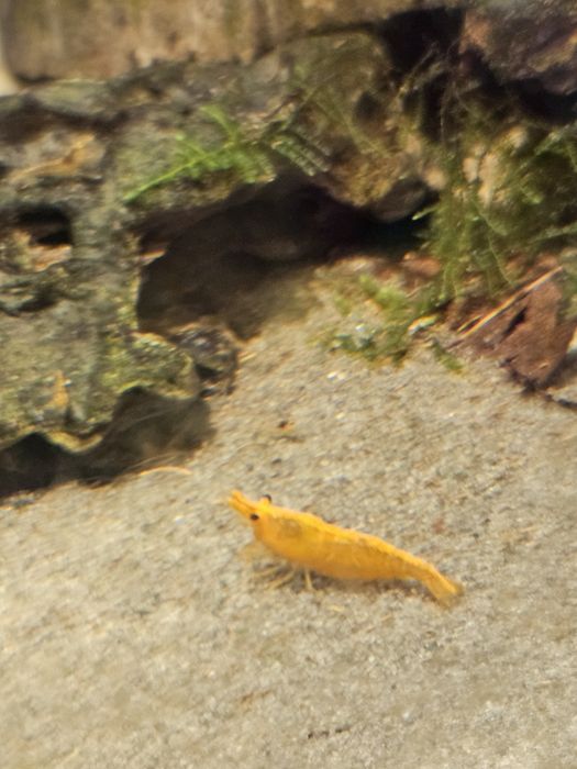 krewetki neocaridina orange