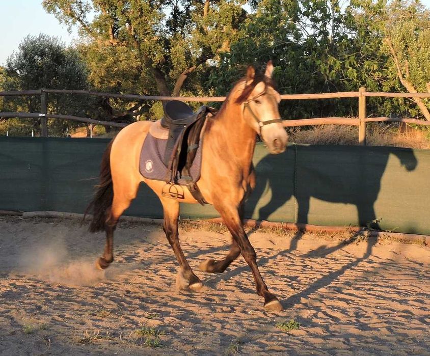 Lindo D-pony baio "Poneì Português"