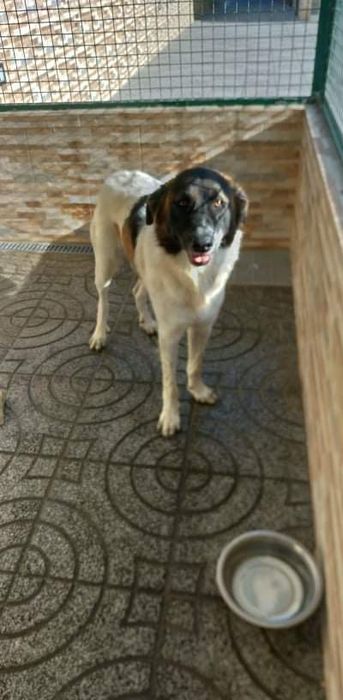 Cao para adocao de raca grande