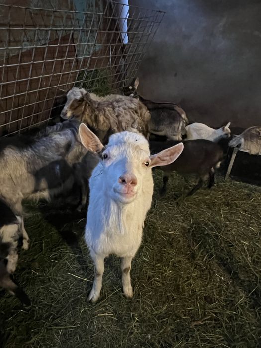 Продам козу заневську