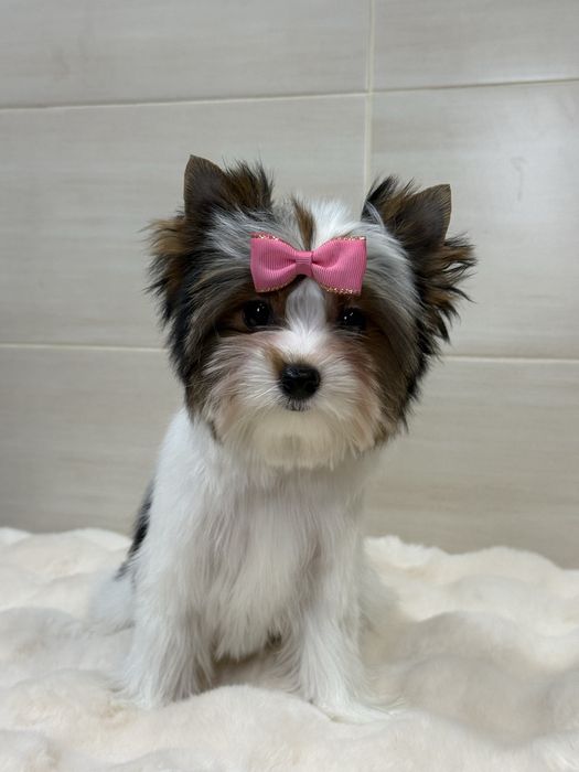 Дуже красива дівчинка бівер з документами КСУ