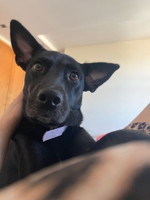 cadela para adoção responsável