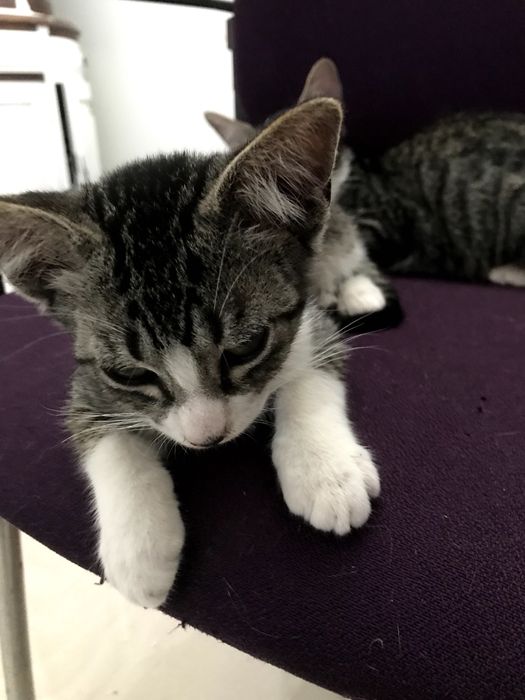 Gatinho macho de 2 meses para adoção. Cinzento, riscas, meias brancas e peito branco.