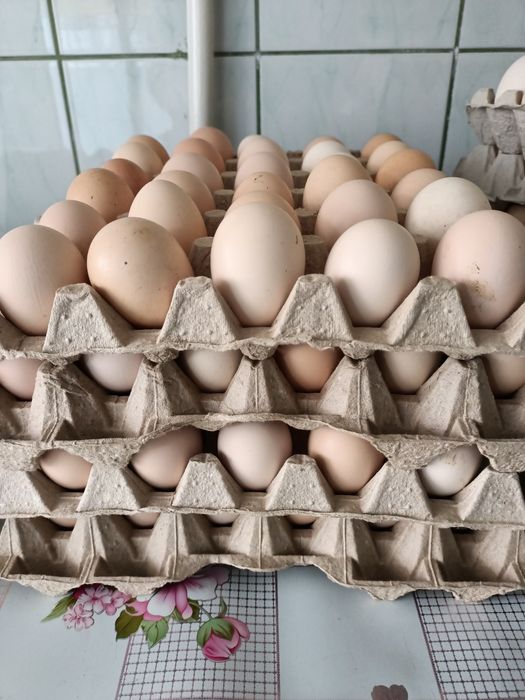 Jajka zagrodowe od kur 33 zł za 30 jajek