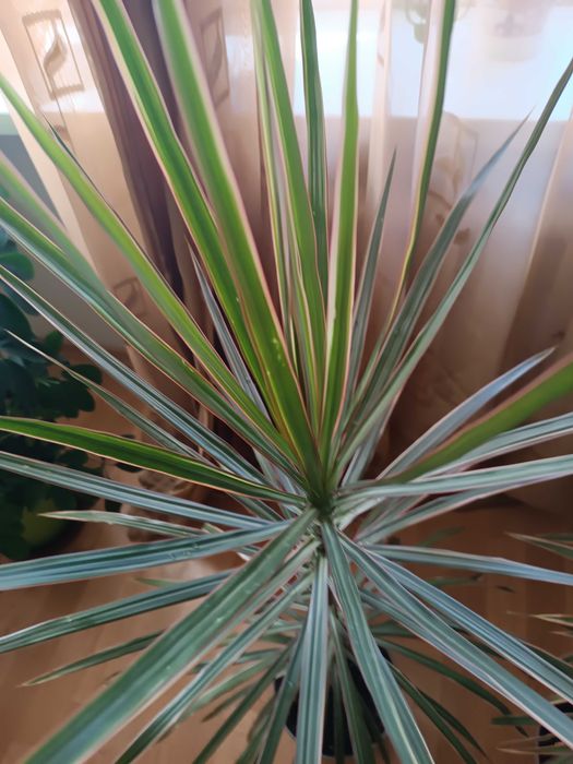 Драцена Маргината" , два деревца .