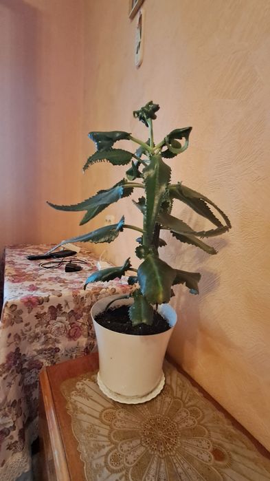 Продам вазон  каланхоє.