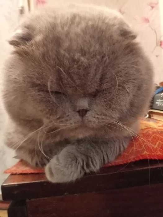 Кот Юлик приглашает на случку