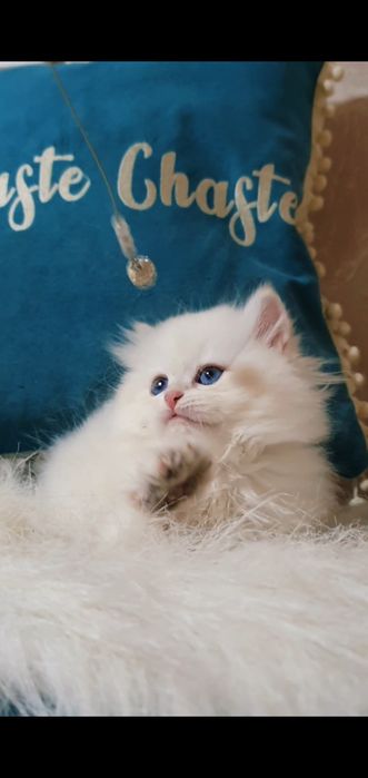 Белая голубоглазая длинношерстная шиншилла