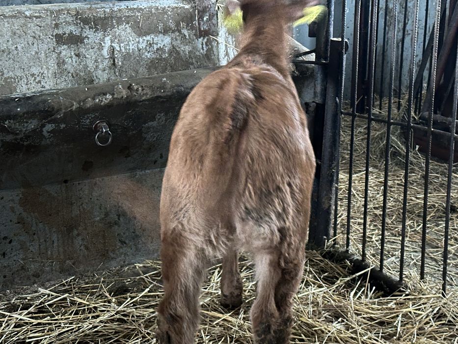 Jalowka Limousine 115kg