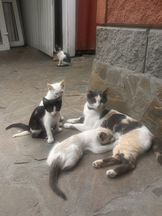 Віддамо кошенят безкоштовно