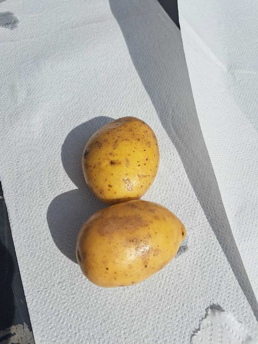 Płuczka do warzyw itp. NIERDZEWNA, 25 kg wsad.