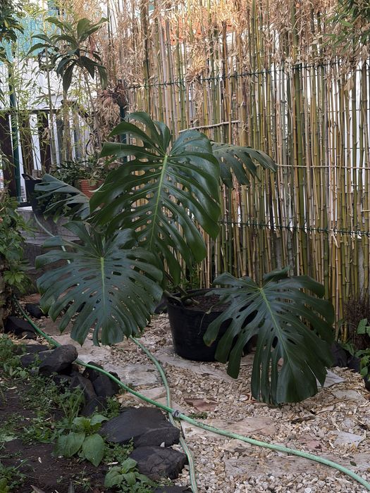 Monstera Deliciosa grandalhona