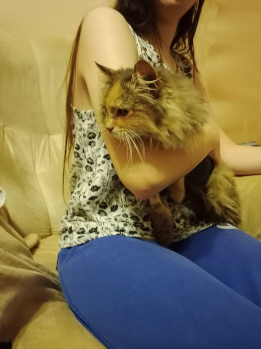 Кішечка стерилізована молода дуже лагідна