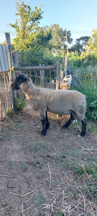 Malato Suffolk X southdow