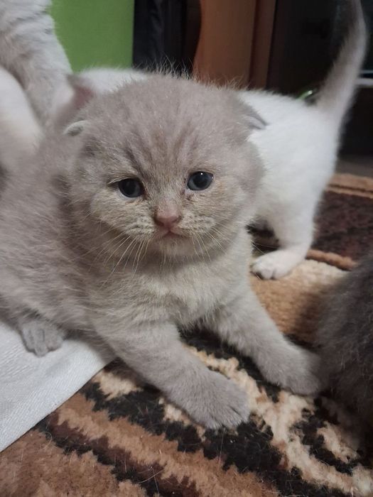 Продамо кошенят!! Двоє хлопчиків та двоє дівчаток.Віслоухі по 2500, а прямоушки 2000грн.Знаходимося у місті Очаків, Миколаївська область.