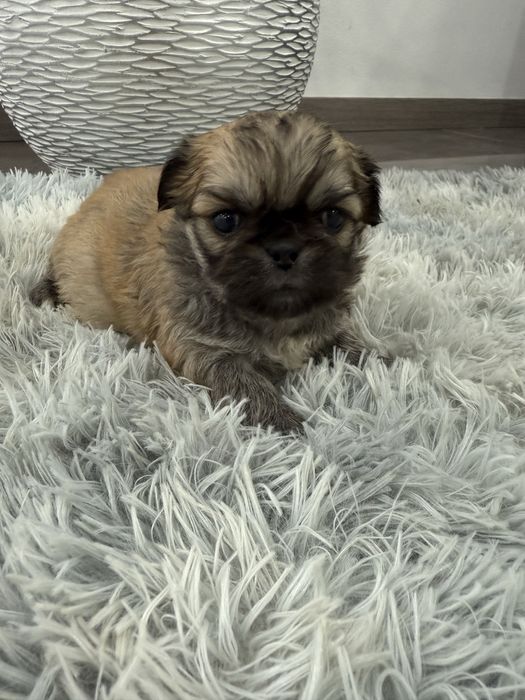 Piquenes maravilhosa exelente linhagem menina