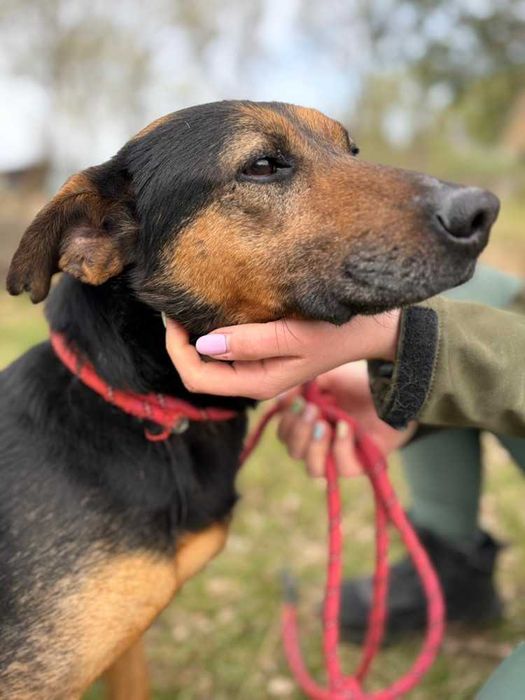 095810 Pluto do adopcji