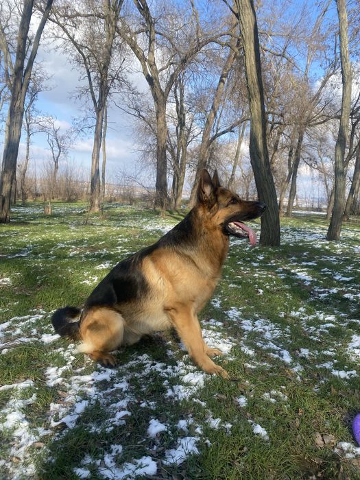 Шикарный кобель для вязки.