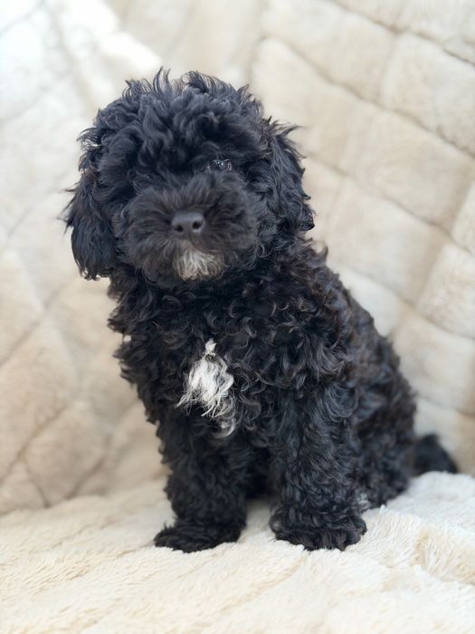 Продам хлопчика Мальтіпу