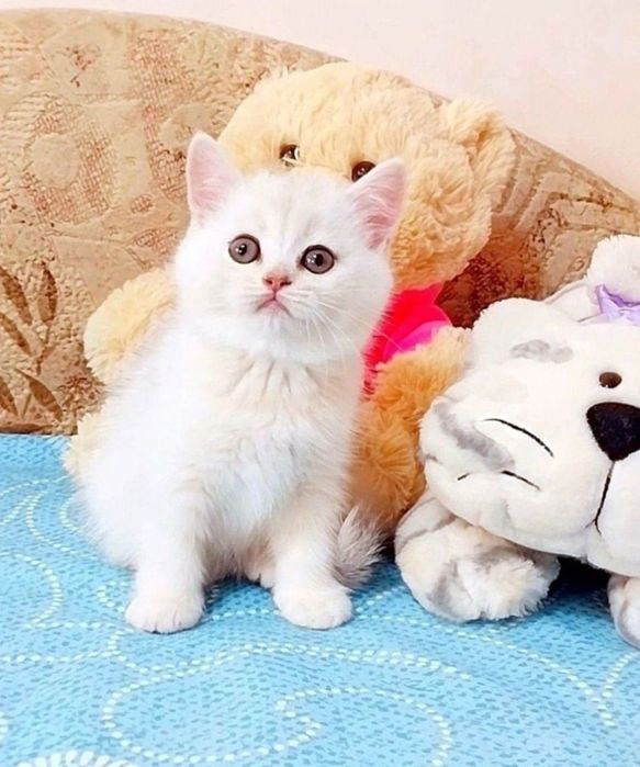 Шикарна кицюня серебриста шиншила
