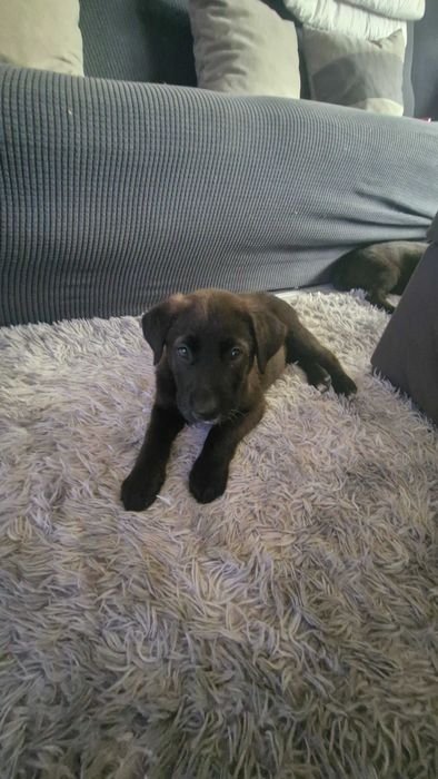 Cachorros para adopção responsável