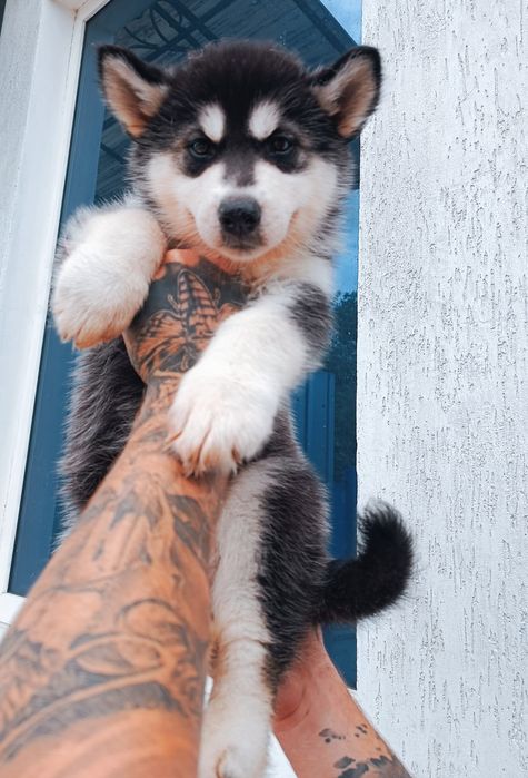 Єнергійні хаскі - продам