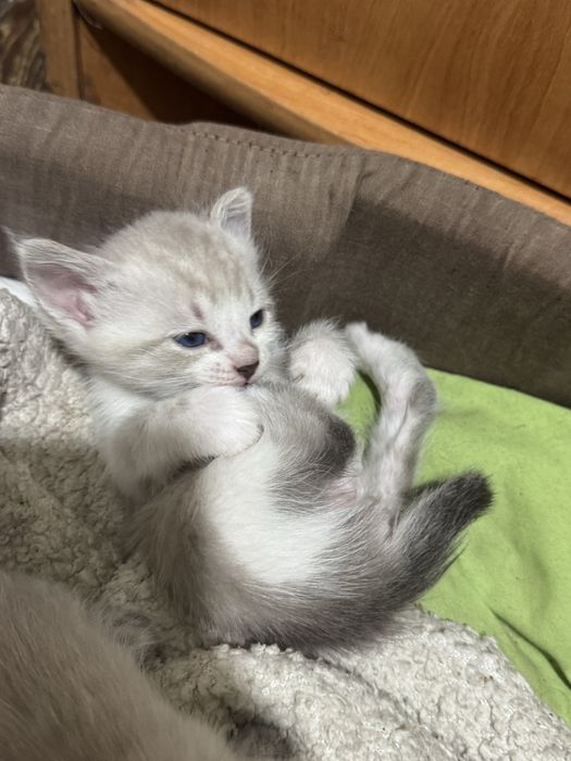 Віддам кошенят в добрі руки