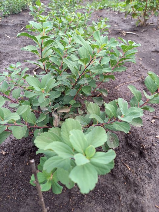 Спірея березолиста